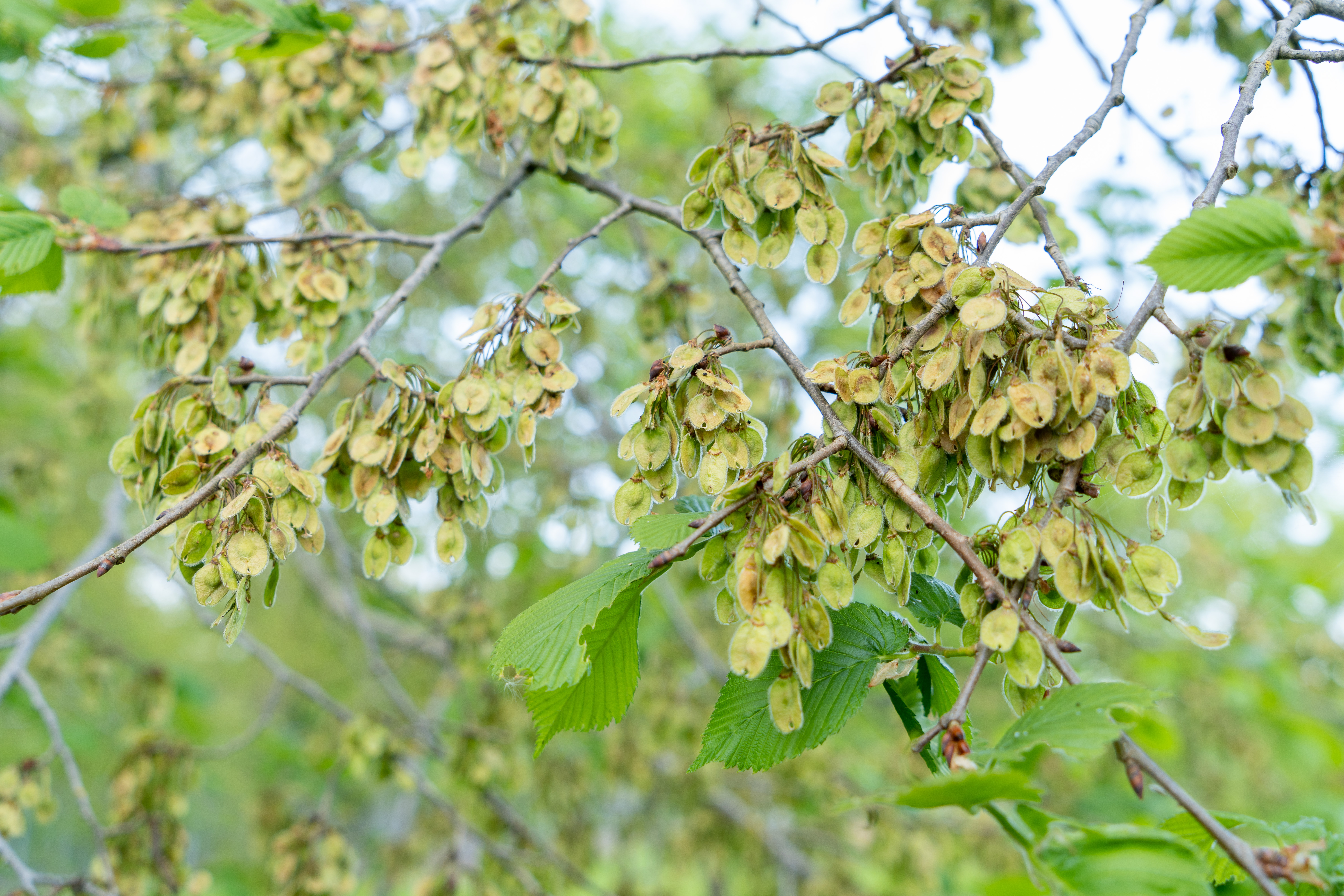 Ulmus laevis - CGN